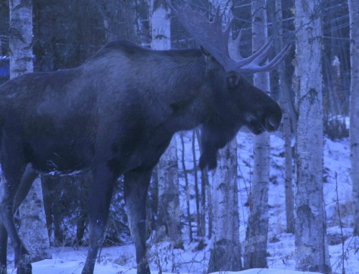Big Moose2
