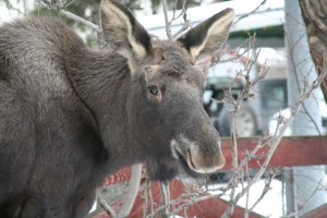 Loose moose-1
