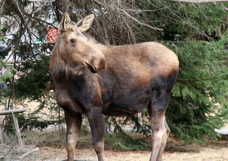Moose1